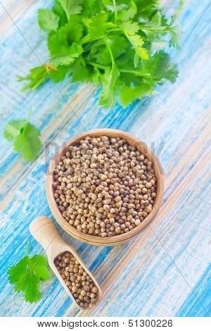 coriander