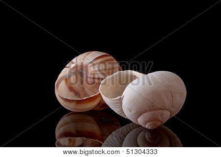 Snail Shell