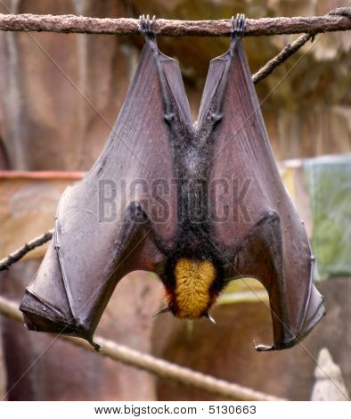 Pipistrello volpe volante Malese