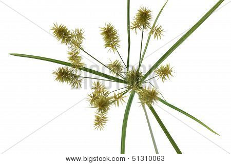 Umbrella Sedge