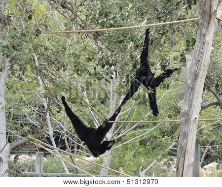 Siamangs