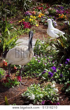 Australian Ibis Threskiornis Moluccus