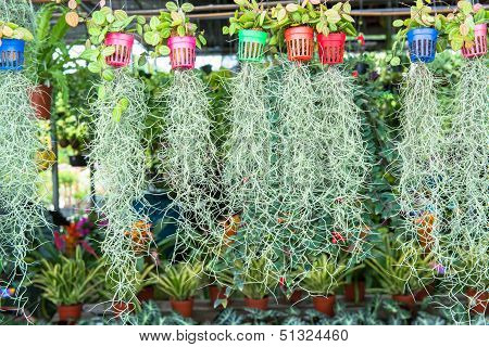 Hanging plantation