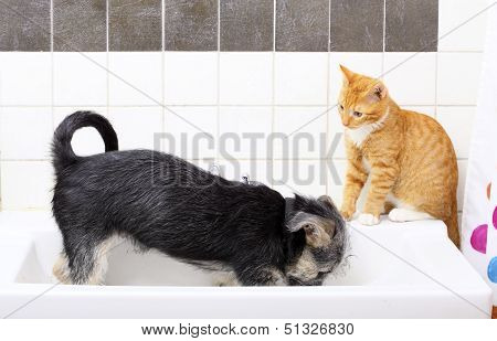 Animals At Home Dog And Cat Playing Together In Bathroom