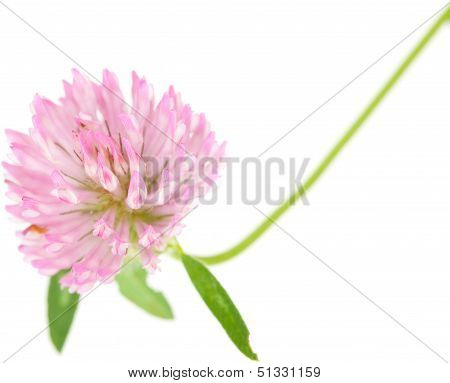 Clover