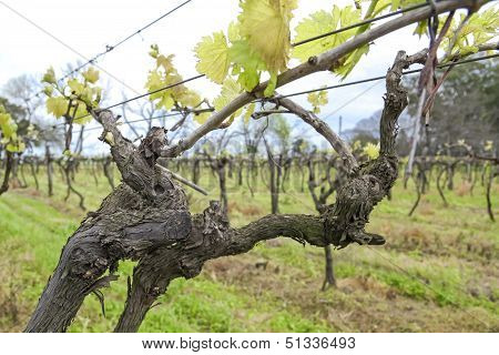 Uruguayan Wine Grapevines.