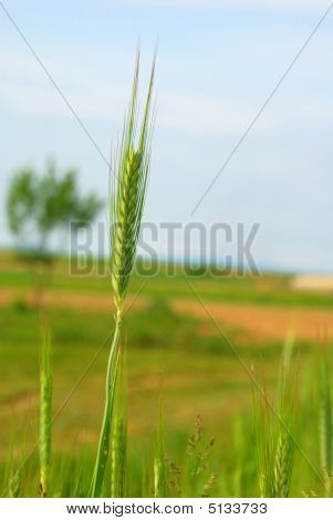 Wheat2