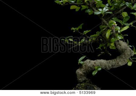 Bonsai bakgrund på svart