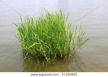 Hydrophyte In A River