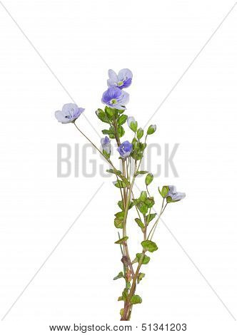 Slender Speedwell (veronica Filiformis)