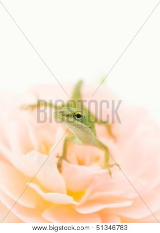 Small Lizard On Rose Flower