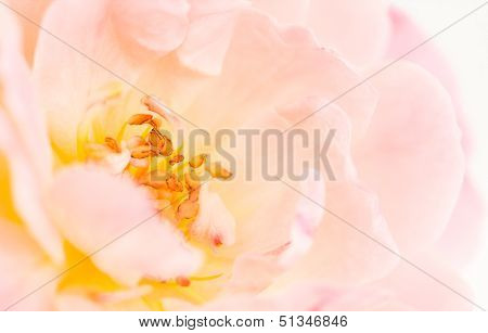 Close-up Of Pink Rose