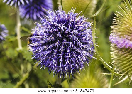 Closeup Of A Thistle, Onopordum Acanthium
