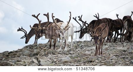 Herd Of Reindeers