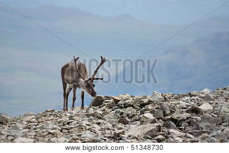 Reindeer View