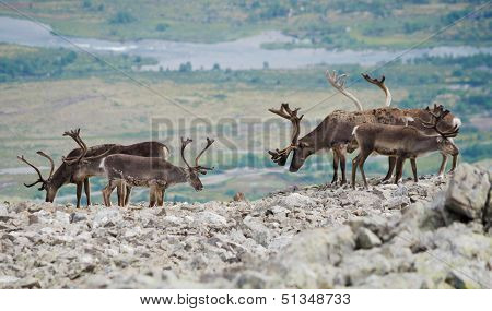 Reindeers Mountain View