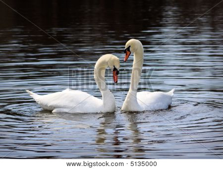 Pair Of White Swans