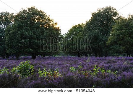 Filds Of Blossoming Heather