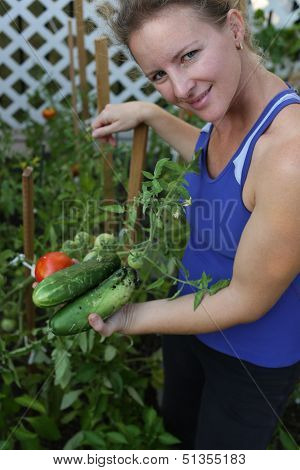 Growing Organic Tomatoes And Cucumbers