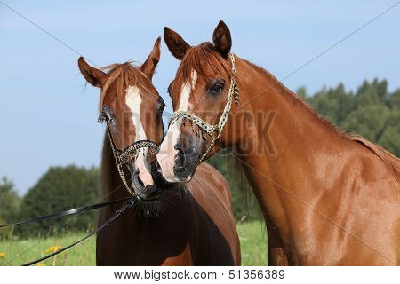 Portrait Of Two Nice Arabian Horses