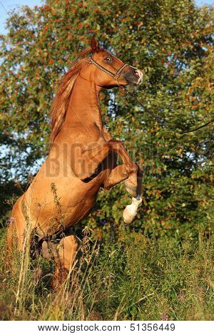 Gorgeous Arabian Horse Prancing In The Evening