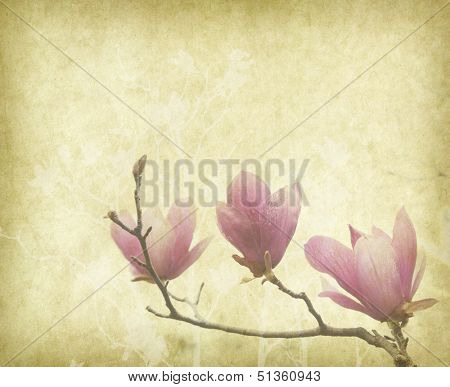 michelia alba on Old antique vintage paper background