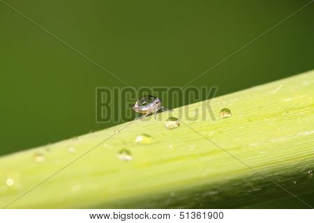 Leafhopper