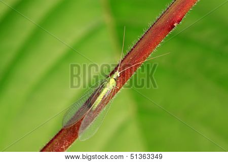 Lacewing Flies On Green Leaf