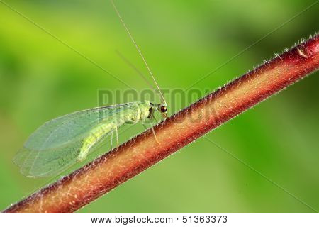 Lacewing Flies On Green Leaf