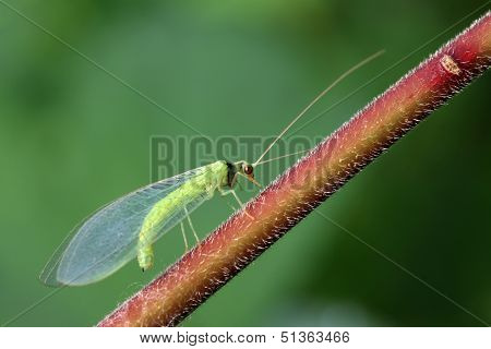 Lacewing Flies On Green Leaf