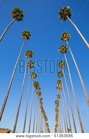 LA Los Angeles palm trees in a row typical California Washingtonia filifera