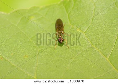 Tabanidae Insects On Green Leaf