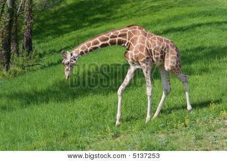 Giraffa cammina al cibo