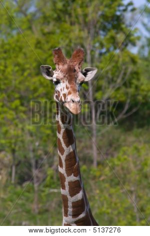 Giraffa