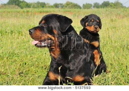 ロットワイラー犬と子犬