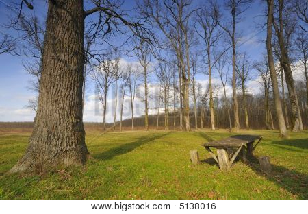 am Fuße des oak
