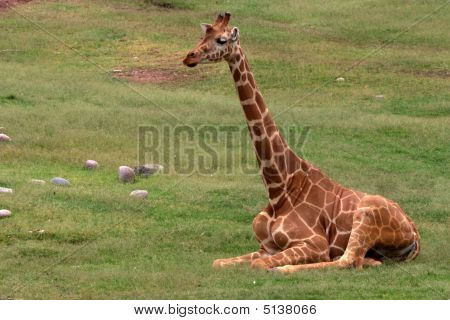Girafa sentada na grama