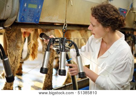 Young woman in white coats prepares machine for milking of cows in farm.