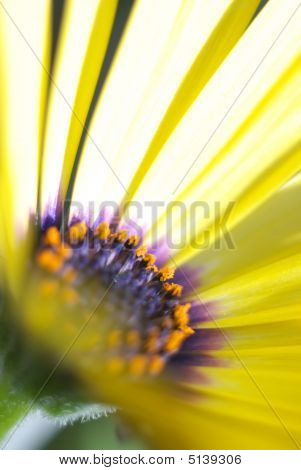 Marguerite africaine jaune
