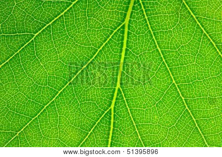 Leaf.