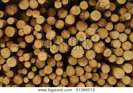 Felled trees.