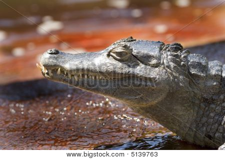 Spectacled Caimen