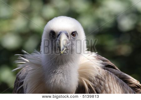 Sup - sup Fulvus