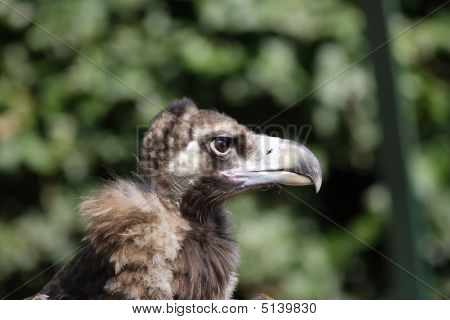 Sup - sup Fulvus