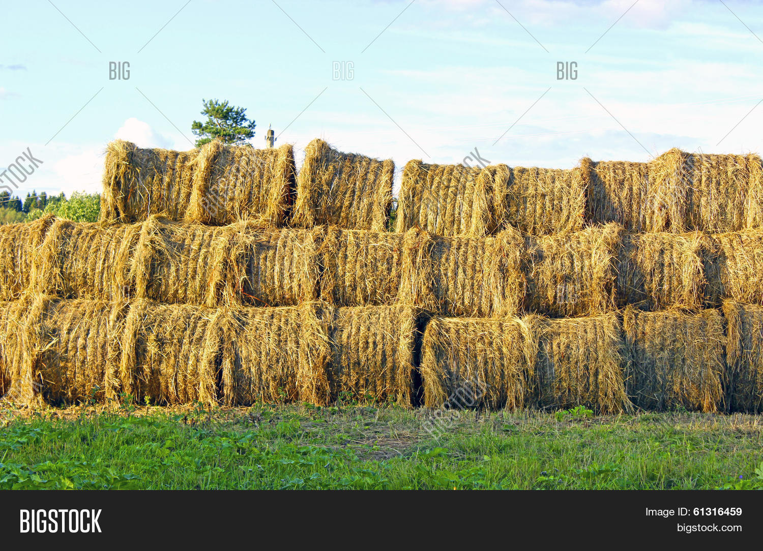 Солома в рулонах. Солома пшеничная тюк (10-12 кг). Сено на белом фоне. Много стогов. Стог сена.