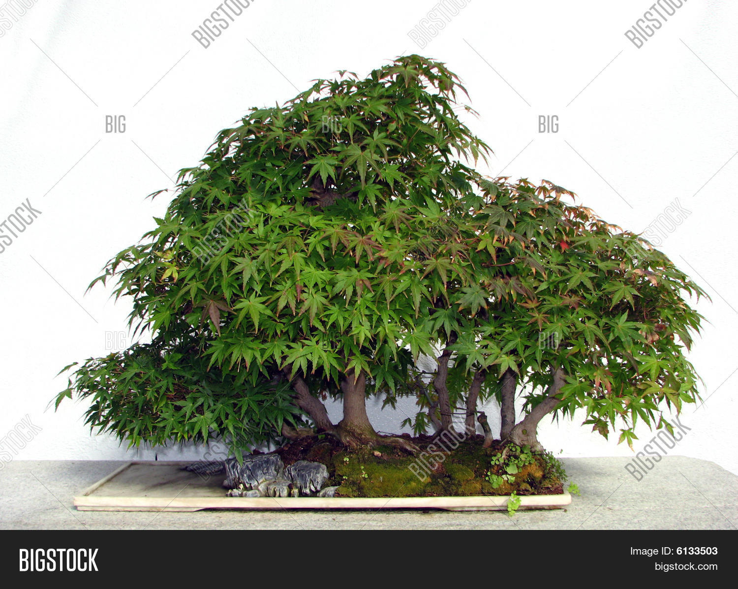 Old Bonsai Image Photo Free Trial Bigstock Old Bonsai Image Photo Free Trial Bigstock