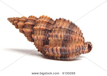 Shell