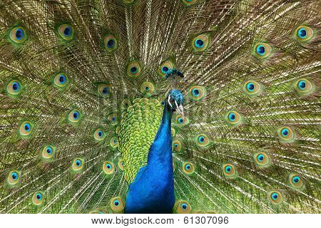 Peacock