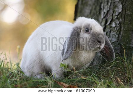 Siamese-blue Rabbit