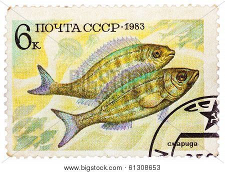 Post Stamp Printed In Ussr (cccp, Soviet Union) Shows Perciformes (percomorphi, Acanthopteri)